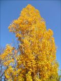 Populus italica. Крона дерева в осенней окраске. Черноморское побережье Кавказа, г. Новороссийск. 20 ноября 2008 г.