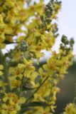 Verbascum lychnitis