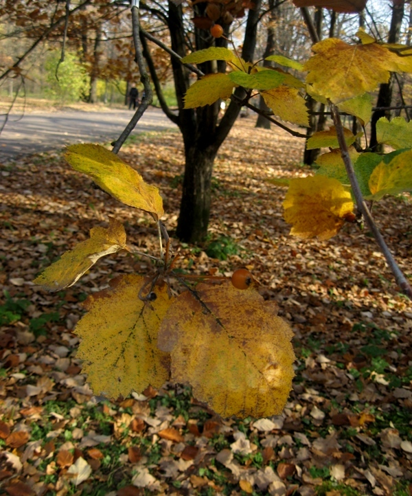 Изображение особи Sorbus &times; latifolia.