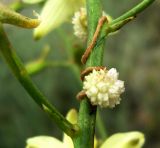 Cuscuta planiflora