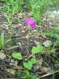 Primula cortusoides