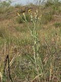 Tragopogon tanaiticus