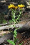 Inula aspera. Верхушка цветущего растения. Крым, Ялтинская яйла. 26 июля 2012 г.