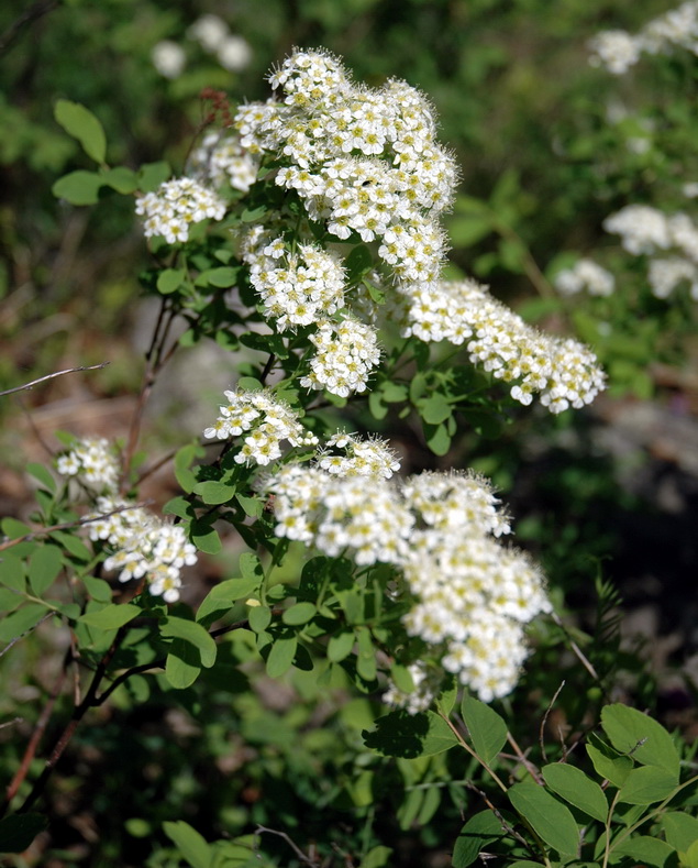 Изображение особи Spiraea media.