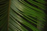 Cycas circinalis