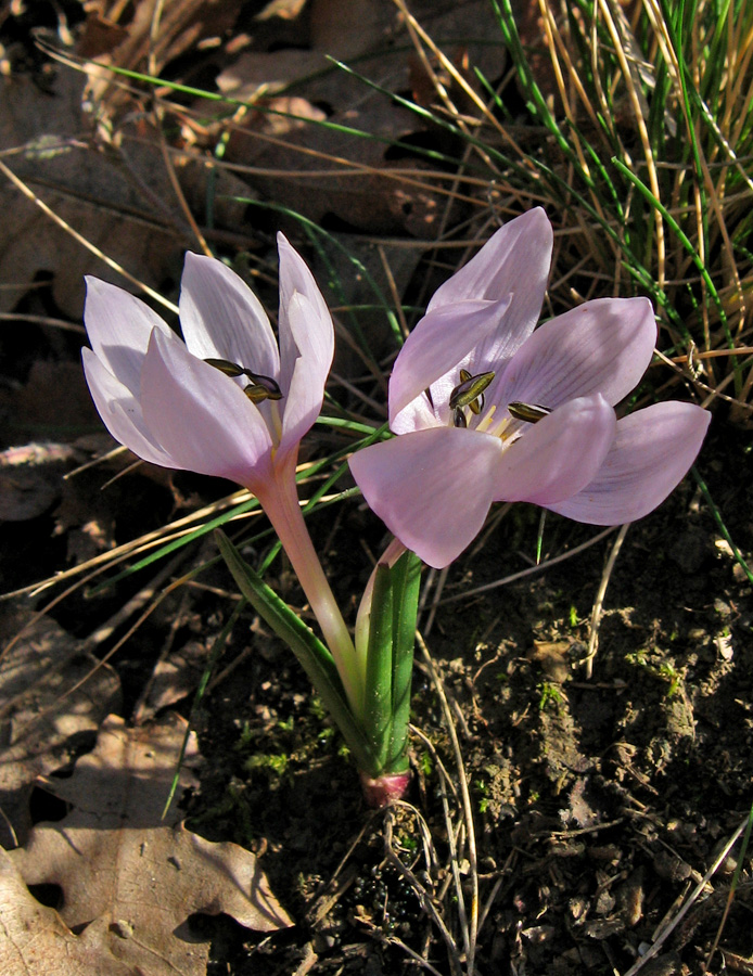 Изображение особи Colchicum triphyllum.