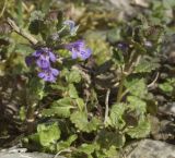 Glechoma hederacea