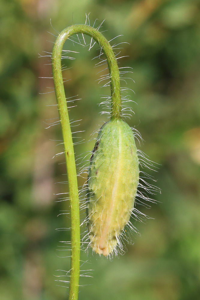 Image of Papaver rhoeas specimen.