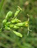 Silene densiflora