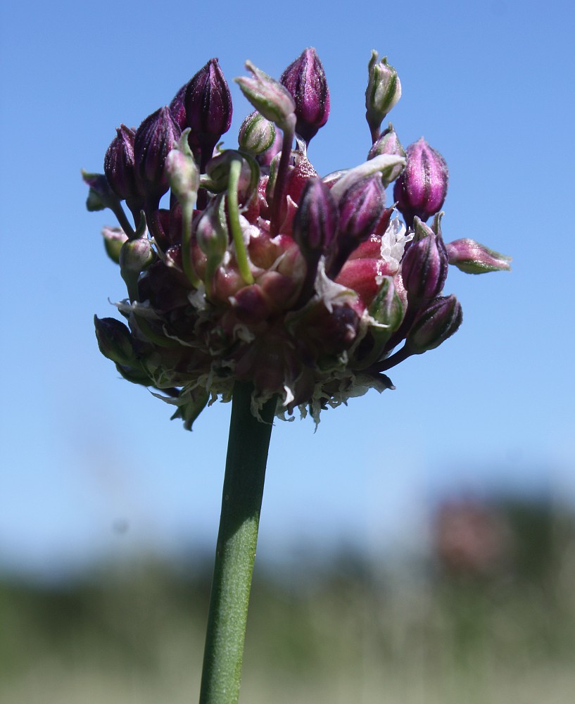 Изображение особи Allium scorodoprasum.