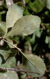 Berberis vulgaris