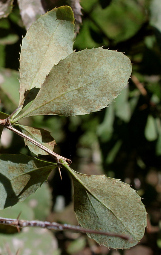 Изображение особи Berberis vulgaris.