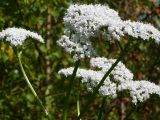 род Valeriana