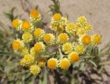 Helichrysum arenarium