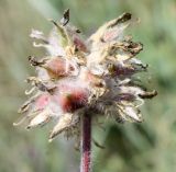 Astragalus dasyanthus. Соплодие. Белгородская обл., окр. пос. Борисовка, урочище Острасьевы яры, степь. 12.07.2014.