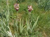 Iris stolonifera