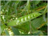 Lathyrus sylvestris. Раскрытый боб. Чувашия, окр. г. Шумерля, Кумашкинский заказник, урочище Барковская грива. 1 сентября 2009 г.