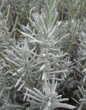 Lavandula angustifolia. Побеги. Крым, Симферополь, ботсад университета. 6 ноября 2008 г.