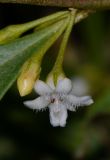 Myoporum boninense