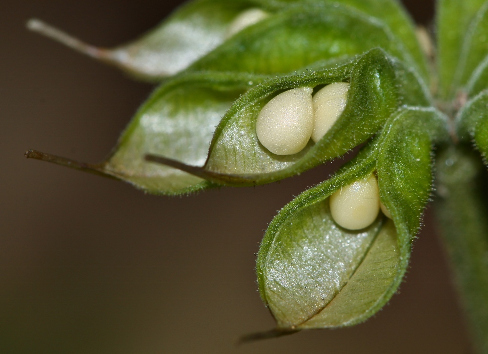 Изображение особи Eranthis stellata.