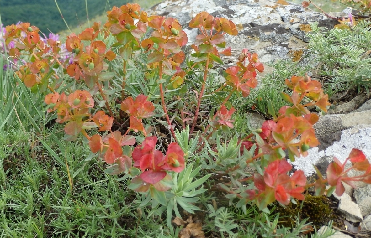 Изображение особи Euphorbia petrophila.