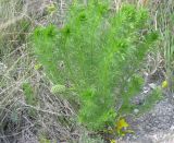 Adonis vernalis