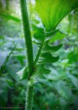 Crepis sibirica. Основание нижнего листа. Москва, Новомосковский административный округ, Валуевский лесопарк, склон оврага. 15.06.2016.