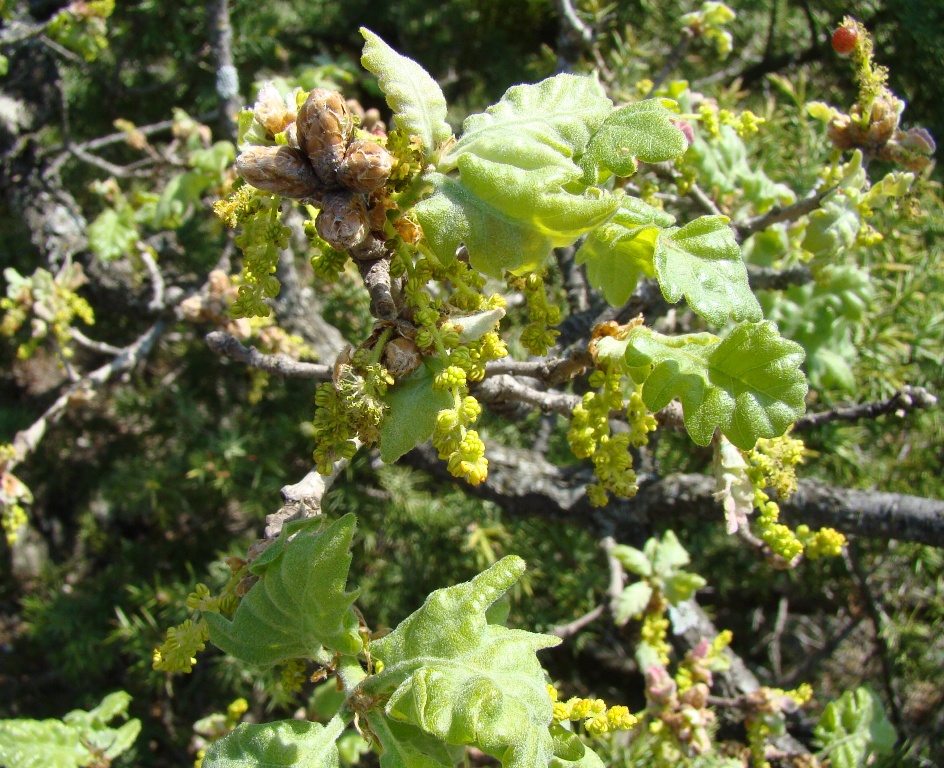 Изображение особи Quercus pubescens.