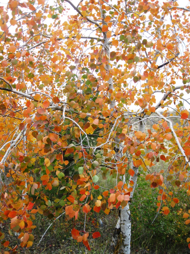 Изображение особи Populus tremula.