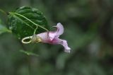 род Impatiens. Цветок. Южный Китай, провинция Хунань, парк Zhangjiajie National Forest Park, берег ручья Золотой Кнут, лес. 5 октября 2017 г.