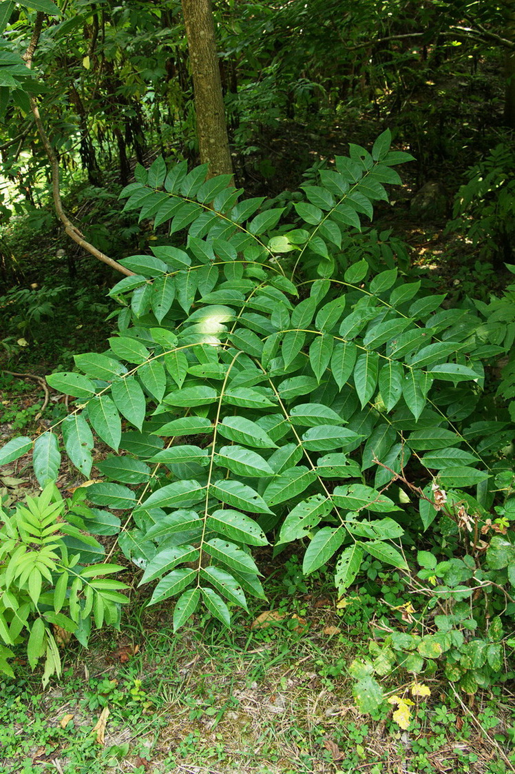 Изображение особи Ailanthus altissima.