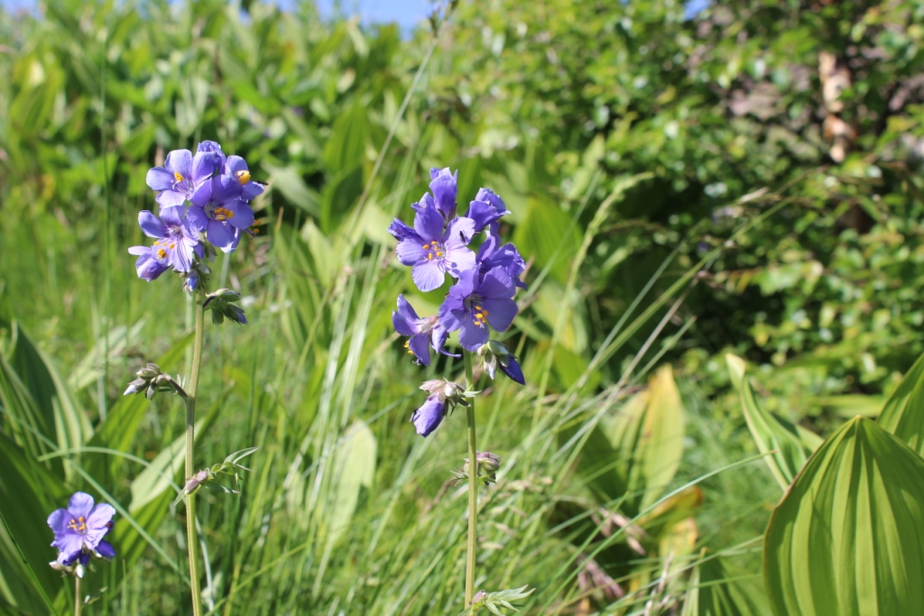 Изображение особи Polemonium caucasicum.