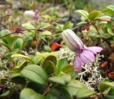 Silene stenophylla. Цветок среди лишайника и листьев Vaccinium vitis-idaea. Магаданская обл., г. Магадан, окр. мкр-н Пионерный, вершинка небольшой каменистой сопки. 17.07.2016.