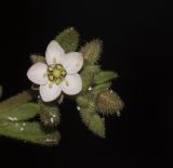 Minuartia geniculata