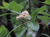 Sorbus takhtajanii. Побег соцветием. Москва, ГБС РАН, в культуре. 23.05.2018.