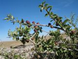 Cerasus erythrocarpa. Ветви с незрелыми плодами. Южный Казахстан, Сырдарьинский Каратау, горы Улькунбурултау, ≈ 750 м н.у.м., скалистый шлейф гор. 31 мая 2018 г.