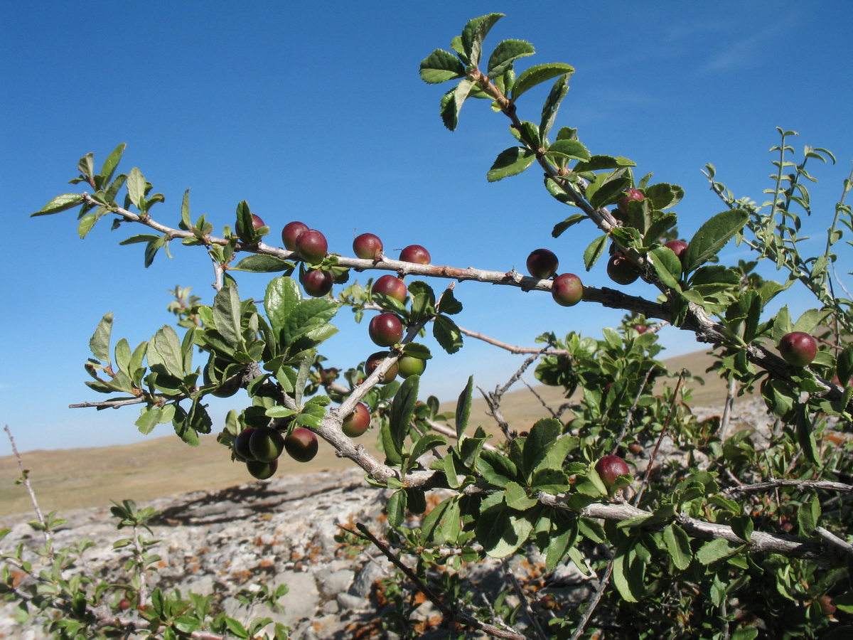 Изображение особи Cerasus erythrocarpa.