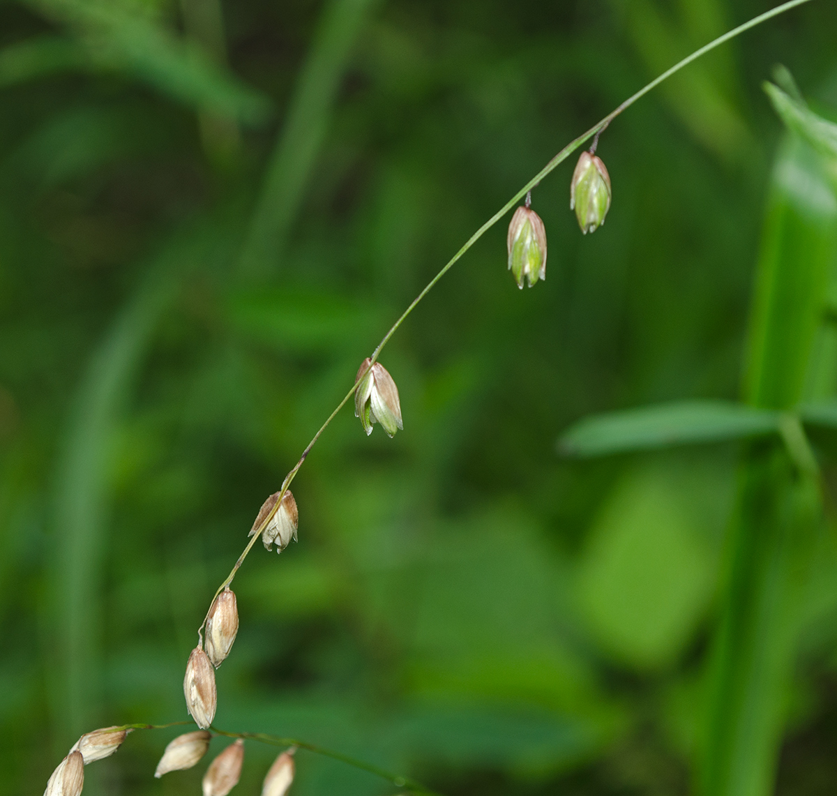 Изображение особи Melica nutans.