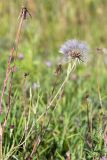 Tragopogon pratensis. Верхушка плодоносящего растения. Ленинградская обл., Гатчинский р-н, окр. пос. Пудость, разнотравный луг на месте заброшенного травертинового карьера. 12.08.2018.