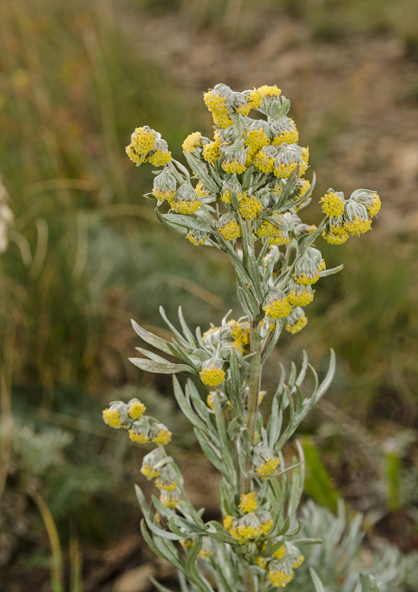 Изображение особи Artemisia sericea.