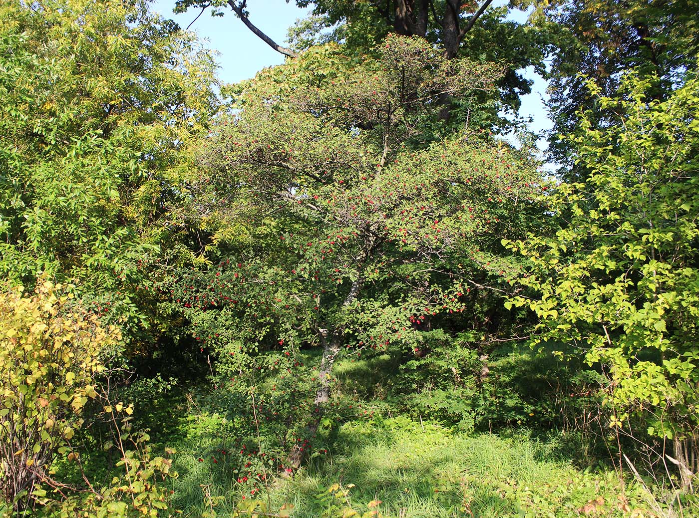 Изображение особи род Crataegus.