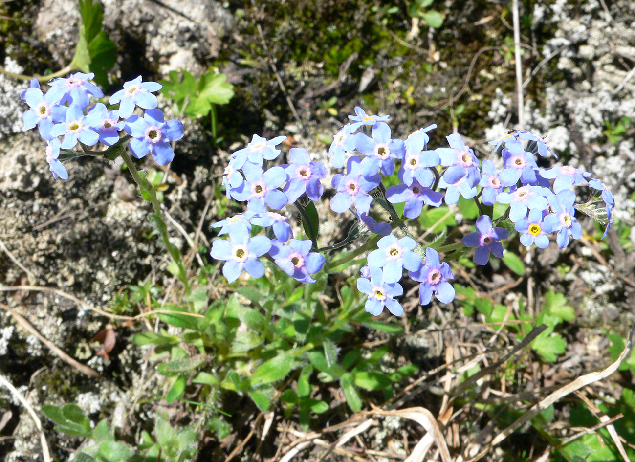 Изображение особи Eritrichium villosum.