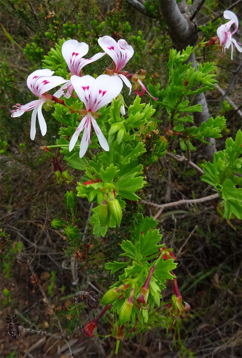 Изображение особи Pelargonium crispum.