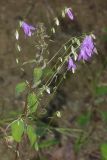 Campanula rapunculoides. Верхняя часть цветущего растения. Краснодарский край, г. Сочи, Адлерский р-н, Дзыхринское ущелье, широколиственный лес. 13.08.2018.