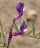 Vicia cassia