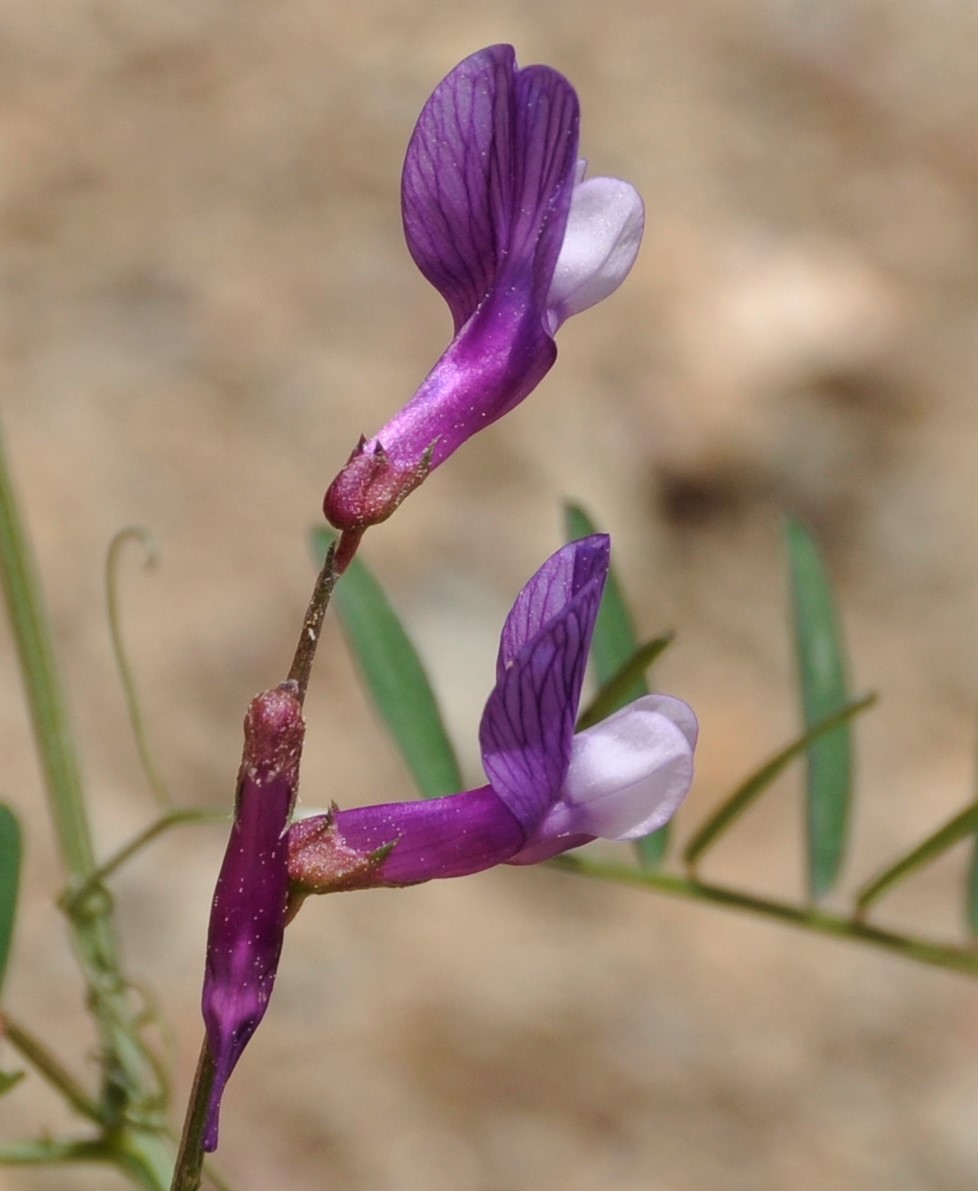 Изображение особи Vicia cassia.