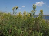 Hypericum elegans