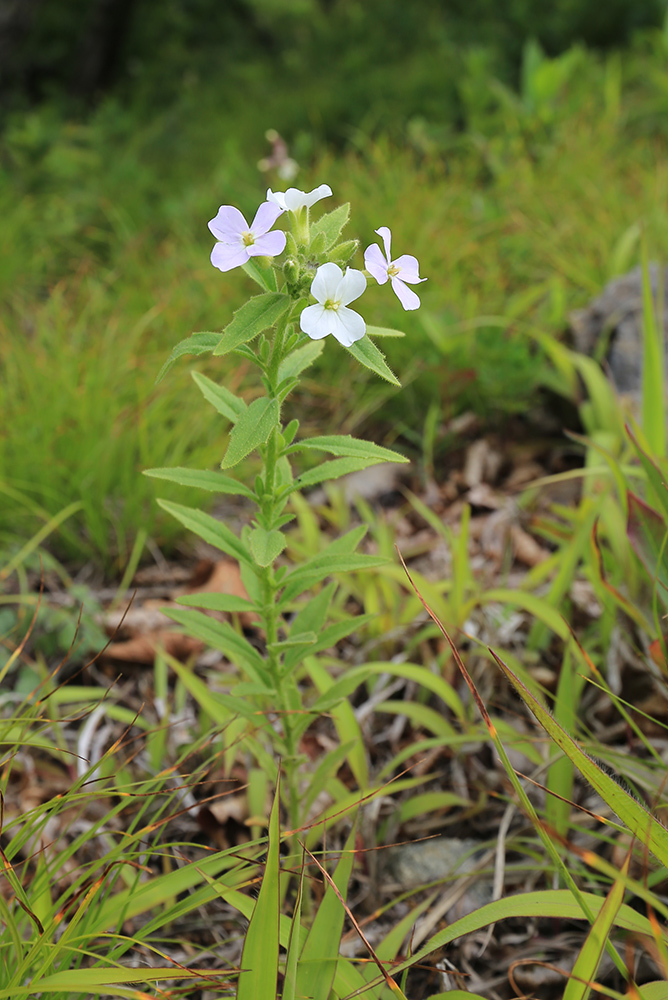 Изображение особи Dontostemon hispidus.