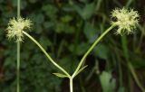 Valerianella dactylophylla. Верхушка плодоносящего растения. Узбекистан, Ташкентская обл., Кураминский хр, ущ. р. Шавга, выше кишлака Шовгаз, левый склон долины реки. 02.06.2019.