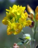 Medicago romanica